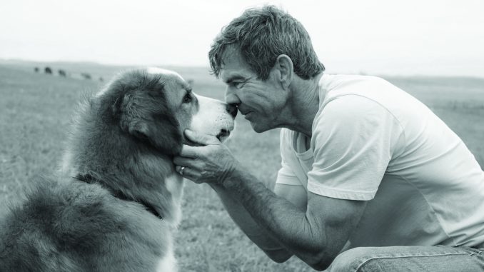 A Dog's Purpose photo