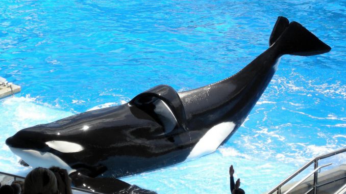 whale
